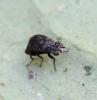Parydroptera discomyzina